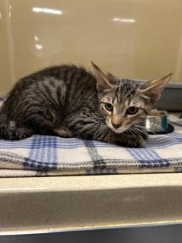 Pudding -  Domestic Short Hair Cat for Adoption in Gautier, Mississippi - Pudding | PetCurious