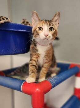 Kitten 27727 (Marilyn Monroe) -  Calico Cat for Adoption in Parlier, California - Kitten 27727 (Marilyn Monroe) | PetCurious