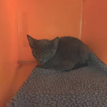 Isadore -  Domestic Short Hair Cat for Adoption in Houston, Texas - Isadore | PetCurious