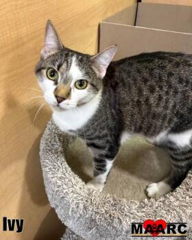 Domestic Short Hair Cats Available for Adoption in Maryville, Tennessee - Ivy | PetCurious