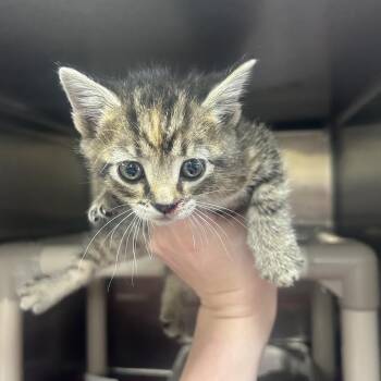 Harper -  Domestic Short Hair Cat for Adoption in Indianapolis, Indiana - Harper | PetCurious