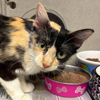 Cat Woman -  Domestic Short Hair Cat for Adoption in San Antonio, Texas - Cat Woman | PetCurious