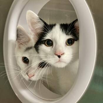 Rescue Domestic Short Hair Cats for Adoption in Collierville, Tennessee - Checkers | PetCurious