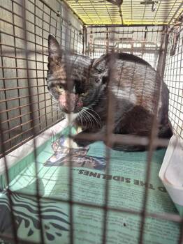 TUXIE -  Domestic Long Hair Cat for Adoption in San Antonio, Texas - TUXIE | PetCurious