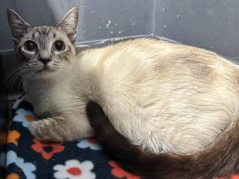 AVA -  Siamese Cat for Adoption in Sacramento, California - AVA | PetCurious