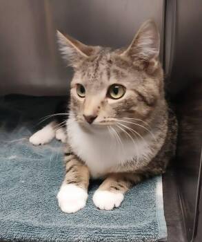 Domestic Short Hair Cats Available for Adoption - Jethro | PetCurious