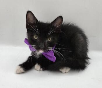 Uzi -  Domestic Medium Hair and Tuxedo Cat for Adoption in Magnolia Springs, Alabama - Uzi | PetCurious