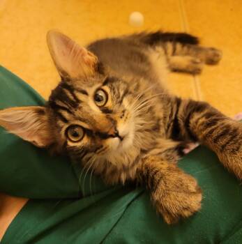 Zuni -  Tabby Cat for Adoption in Albuquerque, New Mexico - Zuni | PetCurious