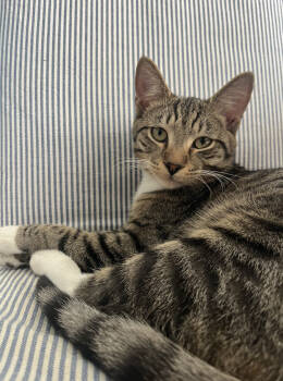 Rescue Domestic Short Hair Cats for Adoption in Broomall, Pennsylvania - Francis And Opi- Bonded | PetCurious