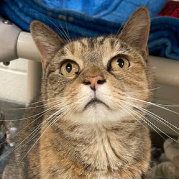 Rescue Domestic Short Hair Cats for Adoption in Merrifield, Virginia - Alice Franklin (best Friends W/Cubby Franklin) | PetCurious