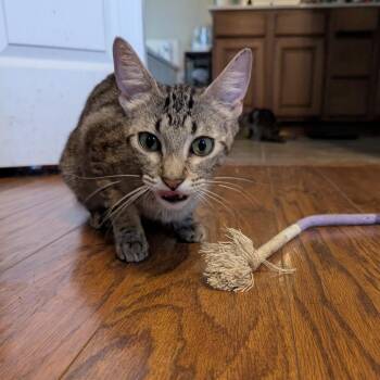 Candy -  Egyptian Mau Cat for Adoption in San Antonio, Texas - Candy | PetCurious