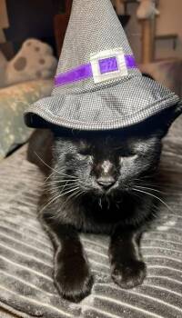 River -  American Shorthair Cat for Adoption - River | PetCurious