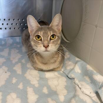 Rescue Domestic Short Hair Cats for Adoption in Kansas City, Missouri - Naomi | PetCurious