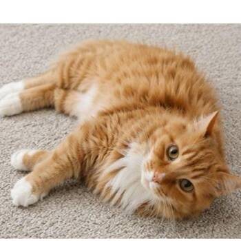 Gloria -  Domestic Long Hair Cat for Adoption in Binghamton, New York - Gloria | PetCurious