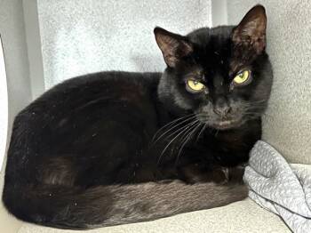 Rescue Domestic Short Hair Cats for Adoption in New York, New York - Chuckle | PetCurious