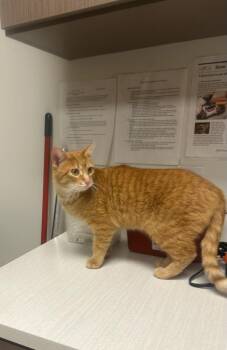 Domestic Short Hair Cats Available for Adoption - Capri | PetCurious