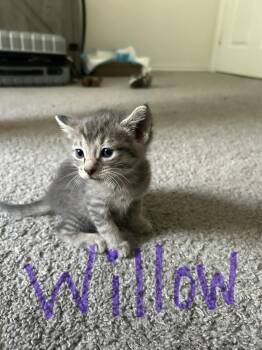 Tonka -  Domestic Short Hair Cat for Adoption in The Woodlands, Texas - Tonka | PetCurious