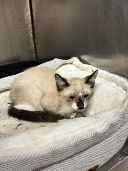 Murph -  Siamese Cat for Adoption in Marietta, Georgia - Murph | PetCurious