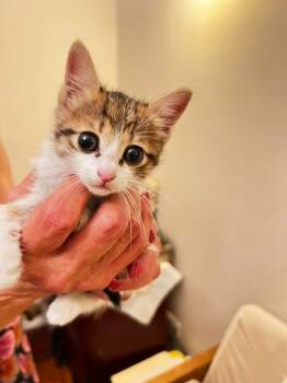 Asaleya -  Domestic Short Hair and Egyptian Mau Cat for Adoption in Mississauga, Ontario - Asaleya | PetCurious