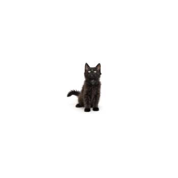 Nongshim -  Domestic Medium Hair Cat for Adoption in Los Angeles, California - Nongshim | PetCurious