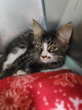 Mochi -  Domestic Medium Hair Cat for Adoption in Linton, Indiana - Mochi | PetCurious