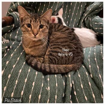 Theo -  Siamese Cat for Adoption in Tuscaloosa, Alabama - Theo | PetCurious