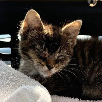 Tater Tot -  Domestic Short Hair Cat for Adoption in Delaware, Ohio - Tater Tot | PetCurious