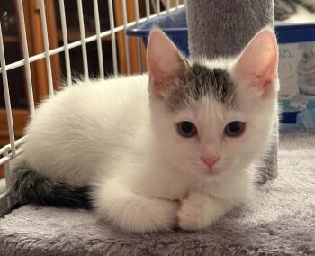 Rescue Domestic Short Hair Cats for Adoption in Roslyn Heights, New York - Cosmo (with Kramer) | PetCurious