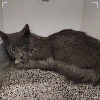 Haunted Bash -  Domestic Long Hair Cat for Adoption in Dearborn, Michigan - Haunted Bash | PetCurious