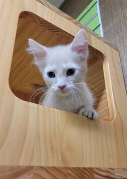 WYNDHAM -  Domestic Short Hair Cat Available for Adoption in St. Peters, Missouri - WYNDHAM | PetCurious
