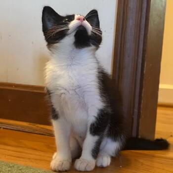 Joyful -  Domestic Short Hair Cat for Adoption in Durham, North Carolina - Joyful | PetCurious