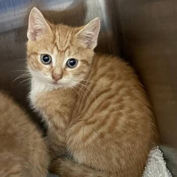 Periwinkle -  Domestic Short Hair Cat for Adoption in Philadelphia, Pennsylvania - Periwinkle | PetCurious