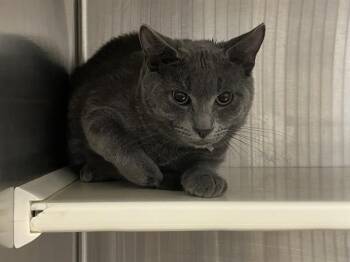 BRUCE CATBELL -  Domestic Short Hair Cat for Adoption in Tustin, California - BRUCE CATBELL | PetCurious