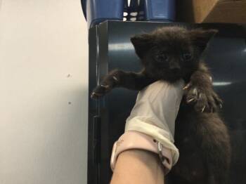 A1917028 -  Domestic Short Hair Cat for Adoption in Thousand Palms, California - A1917028 | PetCurious