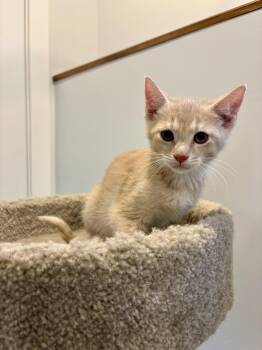 Sol -  Domestic Short Hair Cat for Adoption in Wakefield, Quebec - Sol | PetCurious