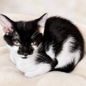 Bon Bon -  Domestic Short Hair Cat for Adoption in Fort Lauderdale, Florida - Bon Bon | PetCurious