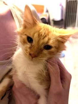 Rescue American Shorthair Cats for Adoption in Schertz, Texas - Waylen | PetCurious