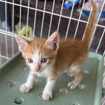 Paprika Pants -  Domestic Short Hair Cat for Adoption in Boerne, Texas - Paprika Pants | PetCurious