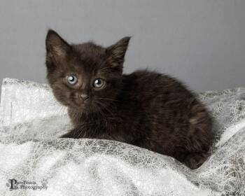 Tabitha -  Domestic Short Hair Cat for Adoption in Maryville, Tennessee - Tabitha | PetCurious
