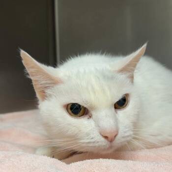Domestic Short Hair Cats Available for Adoption in Roanoke, Virginia - Spots | PetCurious