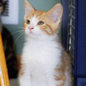 Percy -  Tabby Cat for Adoption in Grand Rapids, Michigan - Percy | PetCurious