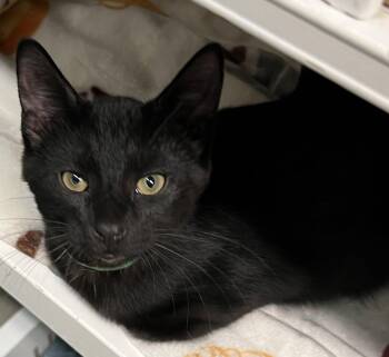 Smudge -  Domestic Short Hair Cat for Adoption in Blasdell, New York - Smudge | PetCurious