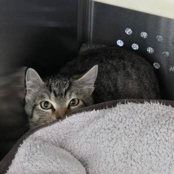Rescue Domestic Short Hair Cats for Adoption in Denver, Colorado - Jacob NOCO | PetCurious