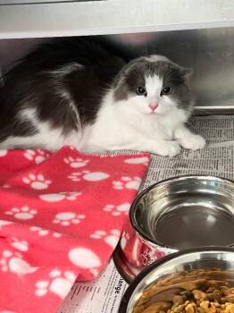 Amber -  Domestic Long Hair Cat for Adoption in Jackson, Tennessee - Amber | PetCurious