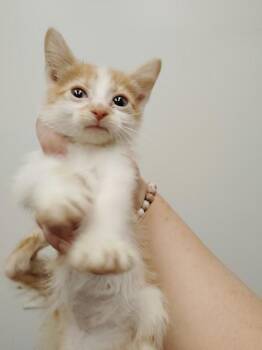 Finn -  Domestic Short Hair Cat for Adoption in Republic, Missouri - Finn | PetCurious