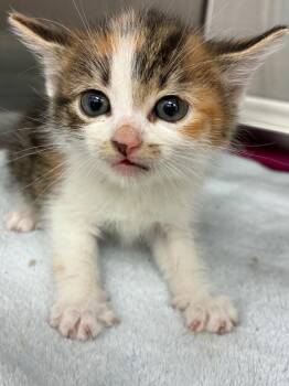 Calico Cats Available for Adoption in Hartsville, South Carolina - Cinnamon | PetCurious