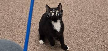 Domestic Short Hair Cats Available for Adoption in South Bend, Indiana - Socks | PetCurious