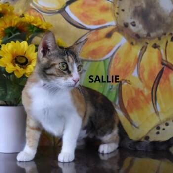 Sallie -  Domestic Short Hair Cat for Adoption in Yuma, Arizona - Sallie | PetCurious