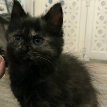 Charm -  Domestic Medium Hair Cat for Adoption in Nashville, Indiana - Charm | PetCurious