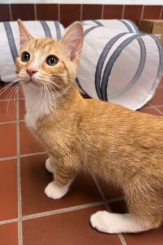 Freddie -  Domestic Short Hair and American Bobtail Cat for Adoption in Battle Creek, Michigan - Freddie | PetCurious